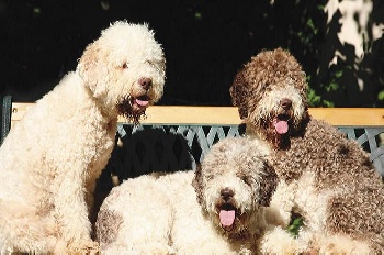 des Charmes de Bacchus - Le Lagotto à la une !