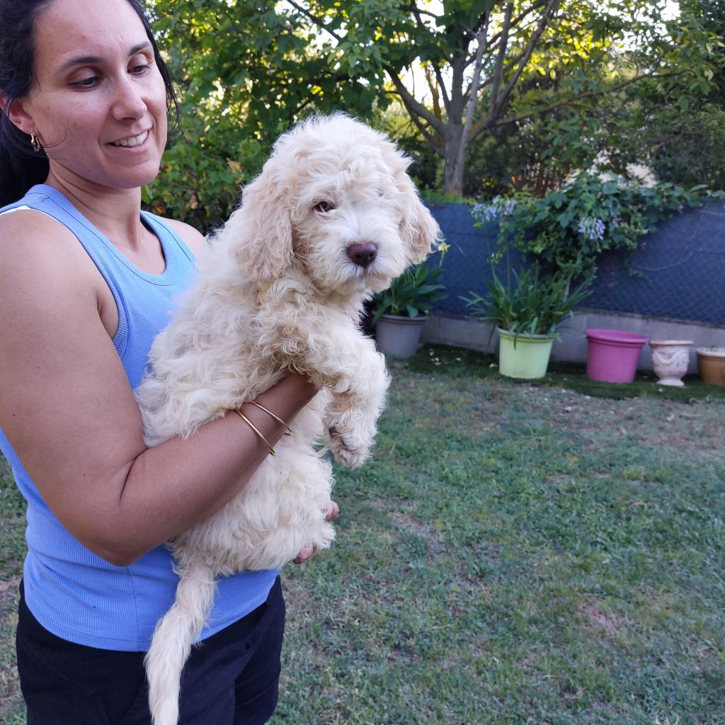 chiot Lagotto Romagnolo des Charmes de Bacchus