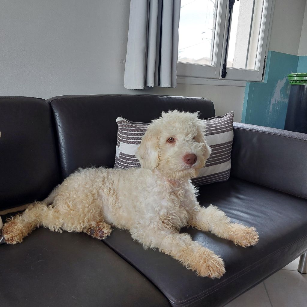 des Charmes de Bacchus - Chiot disponible  - Lagotto Romagnolo